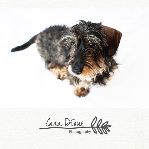 caradione's profile picture. Thoughts from a photographer on photography, art, family, wildlife, light and all the oddities that make life, life.