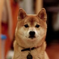 LoveDogsSoMuch (@lovedogs_somuch) 's Twitter Profile