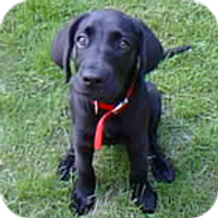 Bryan Nystrom (@javadog) 's Twitter Profile