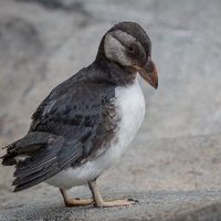 Irl puffin(@singingalcids) 's Twitter Profile Photo