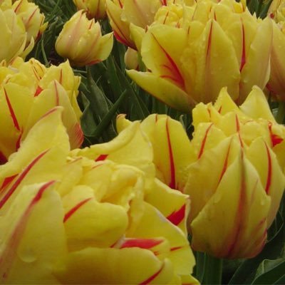 lizartlizard's profile picture. 