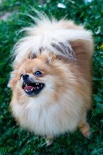 Liberty4Animals's profile picture. I enjoy writing about my life as a dog, topics that dogs may find interesting, and anything else I am distracted by.