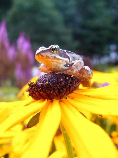 Kreativer Hausmann, Hobbyfotograf, Reisewutig, Neugierig auf Leben schrill moralisch spießig verrückt künstlich künstlerisch naiv abgebrüht, Natur-Gartenfreund.