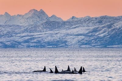 #CaptainPaulWatsonFoundation #CPWF#WOWvsTaiji #EmptyTheTanks #BoycottSeaworld #BlackFish #DolphinAngels #TheCove