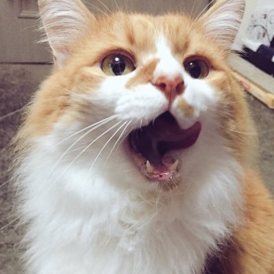 僕はぽん。 ノラ出身の5歳の男の子だにゃん(*^ω^*) 下僕はママ!(*^ω^*) ノラ出身の弟ができたにゃ!名前はトラジ!2匹揃ってお届けしますにゃฅ^•ﻌ•^ฅ #猫部 #猫 #ネコ #ノル猫の森