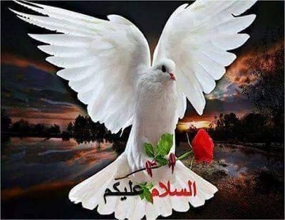 moh81gat's profile picture. 