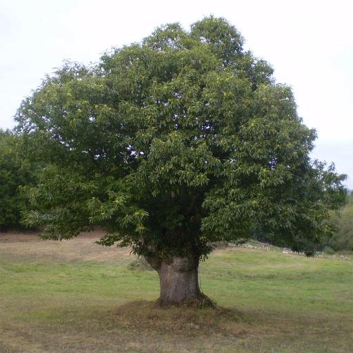 Tronzo pedras, destripo terróns; e -de cando en vez- asubío dende a miña silveira.