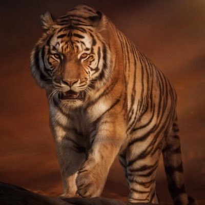 TigernBham Profile Picture