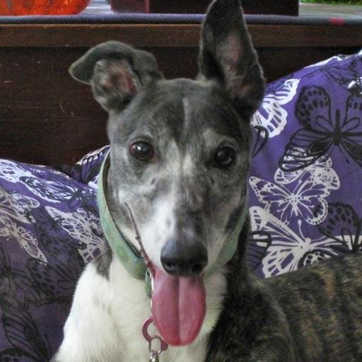 Nell is a retired racing greyhound. Interests include sleeping, eating, menacing & subduing squeaky toys, and generally being awesome.