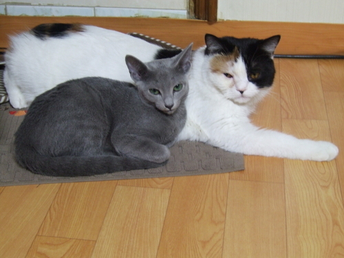 We are DJ's cats