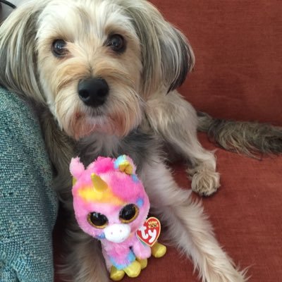 a California cockapoo specializing in naps, snacks and wisecracks