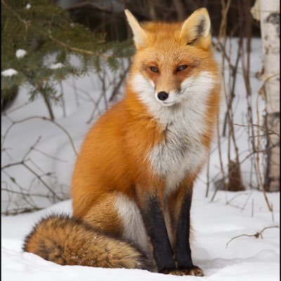 hello I'm April, just a lone female fox that loves cuddles :3 Mate:@r34fox1❤️ #Female