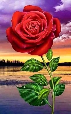 nasad1231's profile picture. 