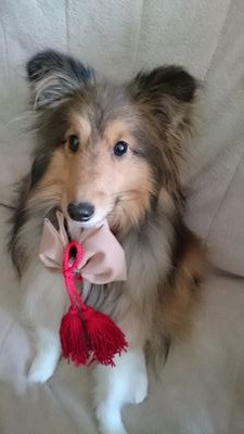 blute2200's profile picture. 成人済み/刀剣乱腐/たぬとおてならなんでも美味しい。おてたぬおて,じじたぬ,日杵,蜻蛉杵等雑食地雷なし/腐発言もあるので苦手な方は見なかったことに★動画垢→@shinome_nico2 ★しのめ本丸のおてぎねが気ままに喋る垢→@shino_gineP