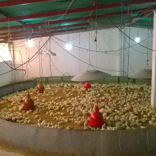 betomolina101's profile picture. PRODUCTOR AGROPECUARIO