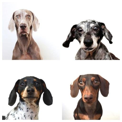 harlowandsage Profile Picture