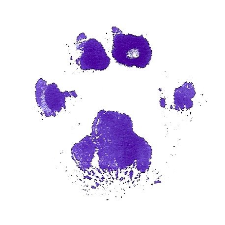 volte's profile picture. Complicated