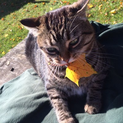 TraySchey's profile picture. 