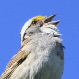 #CitizenScience project looking at song variation in white-throated sparrows. Based out of UNBC and Wilfrid Laurier.