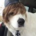 Bentley Scott (@bentleysfriends) Twitter profile photo Bentley Scott (@bentleysfriends) Twitter profile photo