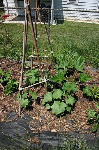 We are interested in Urban Farmanacs.  Join us as the gardening season gets kicked off.