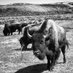 Bison Union Co. (@bisonunion) Twitter profile photo Bison Union Co. (@bisonunion) Twitter profile photo