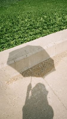 cj10vely's profile picture. ฝนตกในหัวใจ