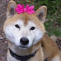 森案です。 (@s3m5g7) 's Twitter Profile