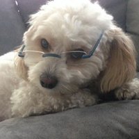Julio DiGirolamo (@juliodto) 's Twitter Profile