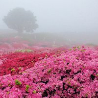 د. ابتسام النفيعي (@2011bsmah) 's Twitter Profile