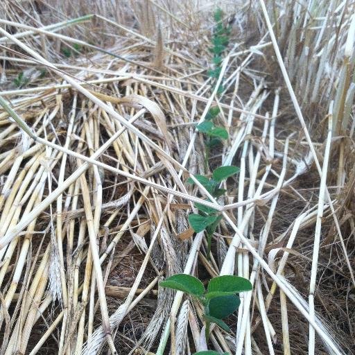 central Indiana farmer