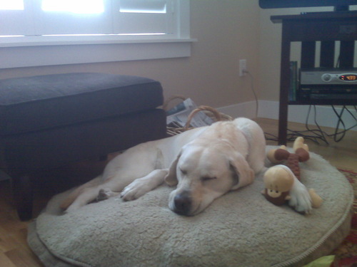 LizaMck's profile picture. Leader of passionate people, advocate for access to solutions for hearing loss, Vice President People & Culture and General Counsel, Cochlear Americas