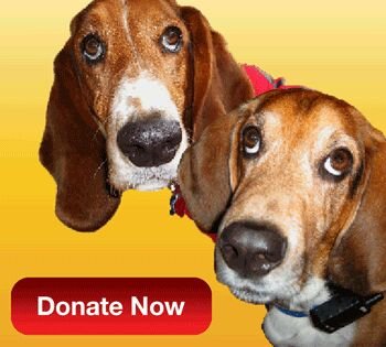 Pawtographs, a 501(c)3, & TV Host @GailKasperFans fights for rescue/welfare 4 all animals. Founders rescued Basset Hounds Apollo & Winslow. Please donate.