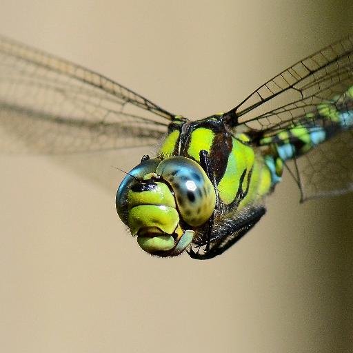Wildlife photographer specialising in woodland birds, butterflies, dragonflies and other insects. I have devised methods of capturing these creatures in flight.