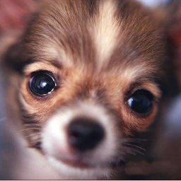 Chihuahua_Rock Profile Picture