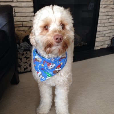 DesmaraisGerry's profile picture. WoofWoof