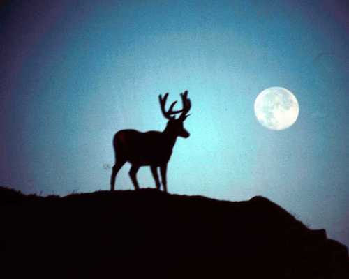 mycamp1's profile picture. Let's see my site.