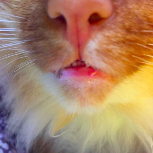 eileenrb's profile picture. I write and feed my cats. it’s a noble life.