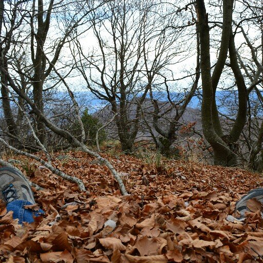 dcaroest's profile picture. 