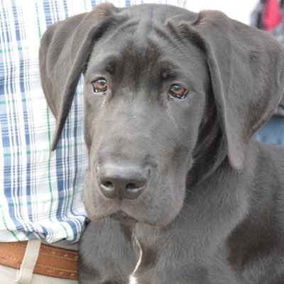 daily post of adorable great danes