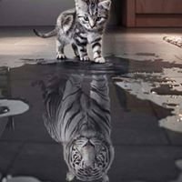 avatar for Tiger Davison