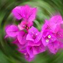 destiny crenshaw - @destinyjustin - Twitter