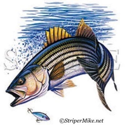 LakeMurrayFish's profile picture. Full-Time USCG licensed fishing guide Lake Murray. Serving those addicted to the outdoors. ☎️ 803.609.0066 https://t.co/teQrBu6XiO.