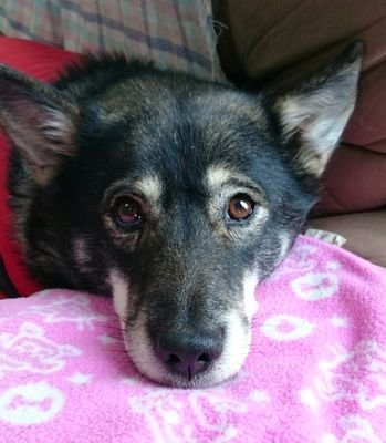 Hana_Ume8's profile picture. 雑種のハナとポメラニアンのうめを飼っています。
ハナは今、祖母の家に遠征しています。
とにかく犬が大好きです。色んな犬種に会いたいと願ってもあまりあえない...。犬種のはなしも好きです！気軽にフォローしてください！