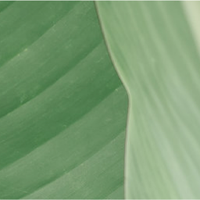 Anthony Bohm (@pangaeaimpact) 's Twitter Profile