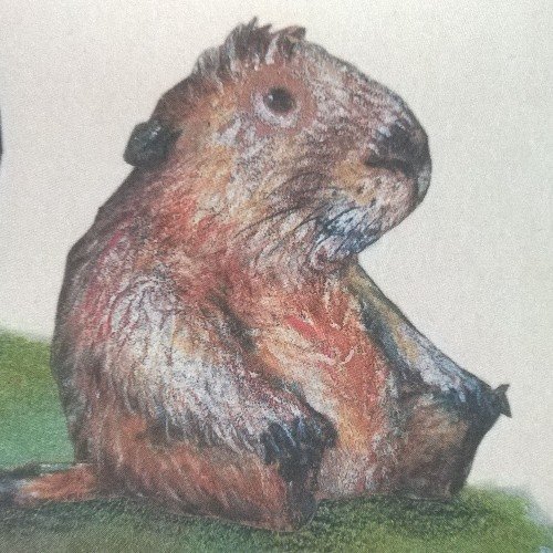 Rumpeldrune's profile picture. Ich binne nicht tot.