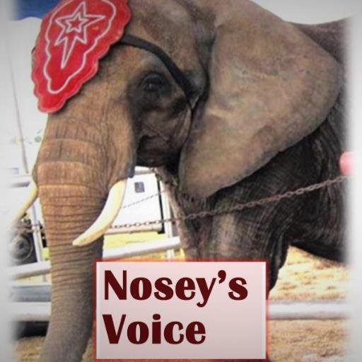 Working together to help keep Nosey (AKA Tiny) retired from the circus and at TES!! #retireNosey #noseysvoice
