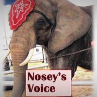 Nosey's Voice (@noseys_voice) 's Twitter Profile Photo