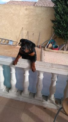 spahis_lallia's profile picture. 