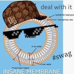 i protect the cell just like i will protect this nation. #followback #followforfollow #follow #teamfollow #followngain #orgelection2016 #science #cell #membrane